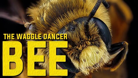 AMAZING FACTS ABOUT BEE'S | DECODING OF WAGGLE DANCE | THE PERFECT HEXAGON