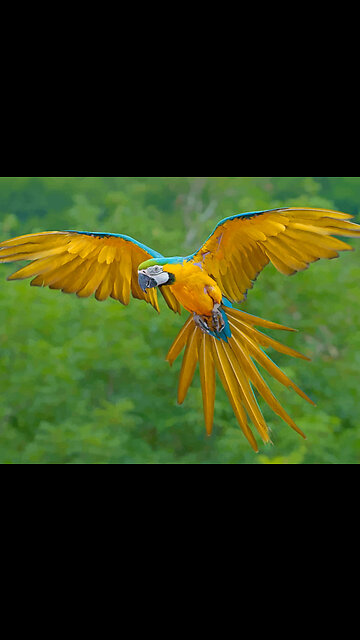 A parrot " macaws" chick learns to fly at home