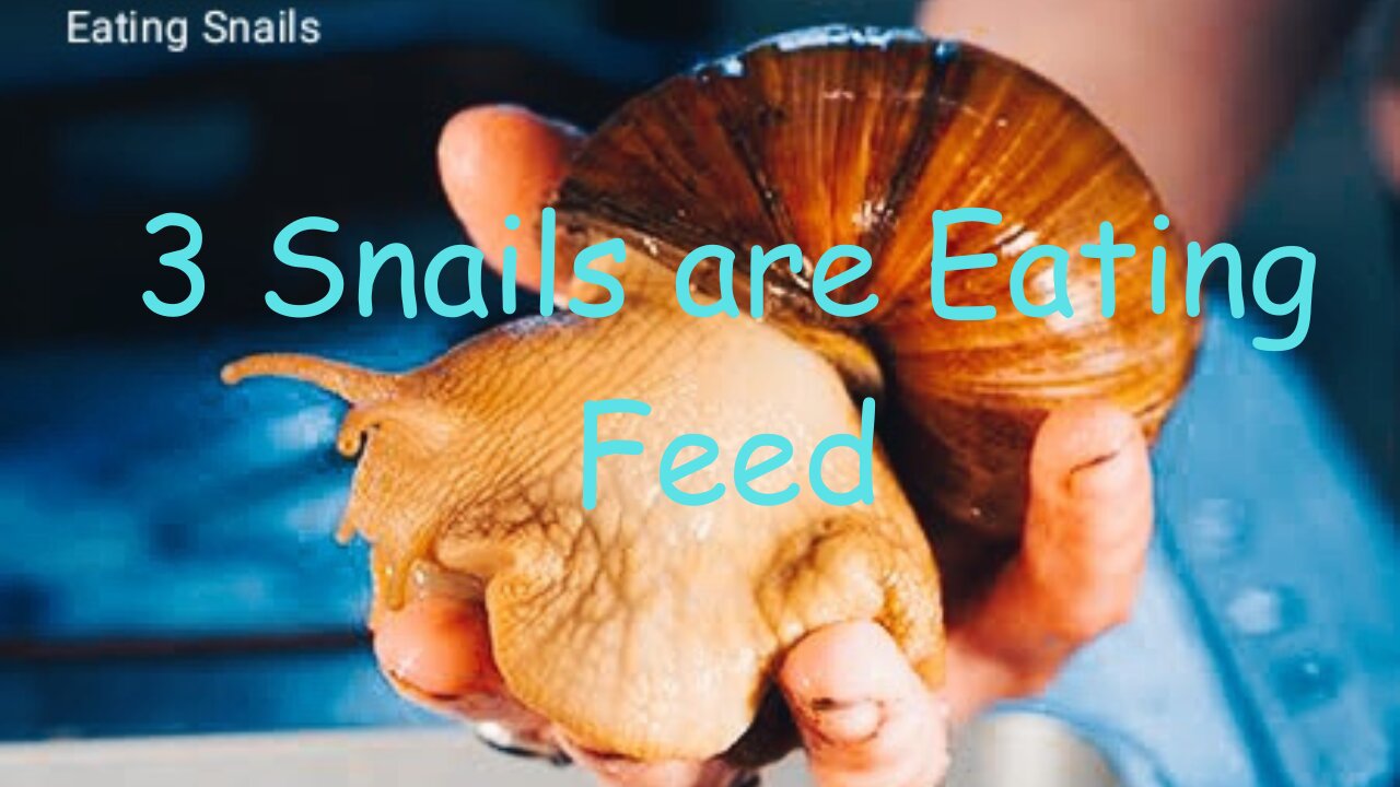 Amazing Snails Video | Snail Eating | Witness Nature's Tiny Wonders