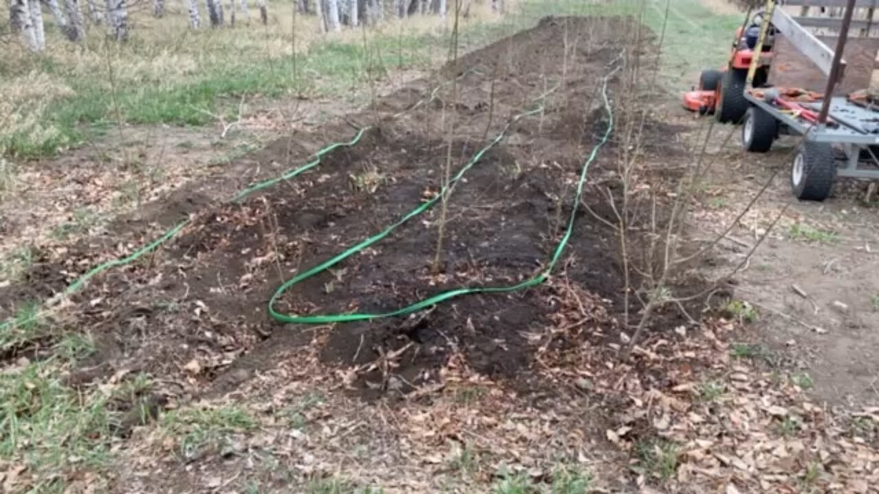 Looking at all the re-planted poplar suckers