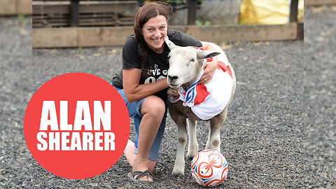 Football-loving sheep, Alan practises his skills before the big game