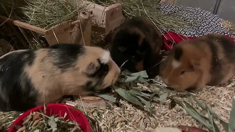 My Guinea pigs enjoying dried bamboo