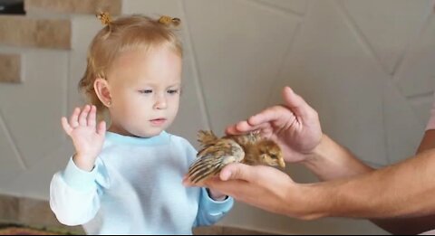 Funny Cute little girl try to touch the chicken! see whats happend next!