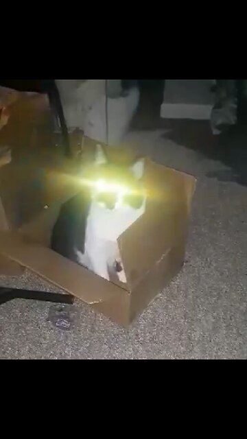 Cat in box finally