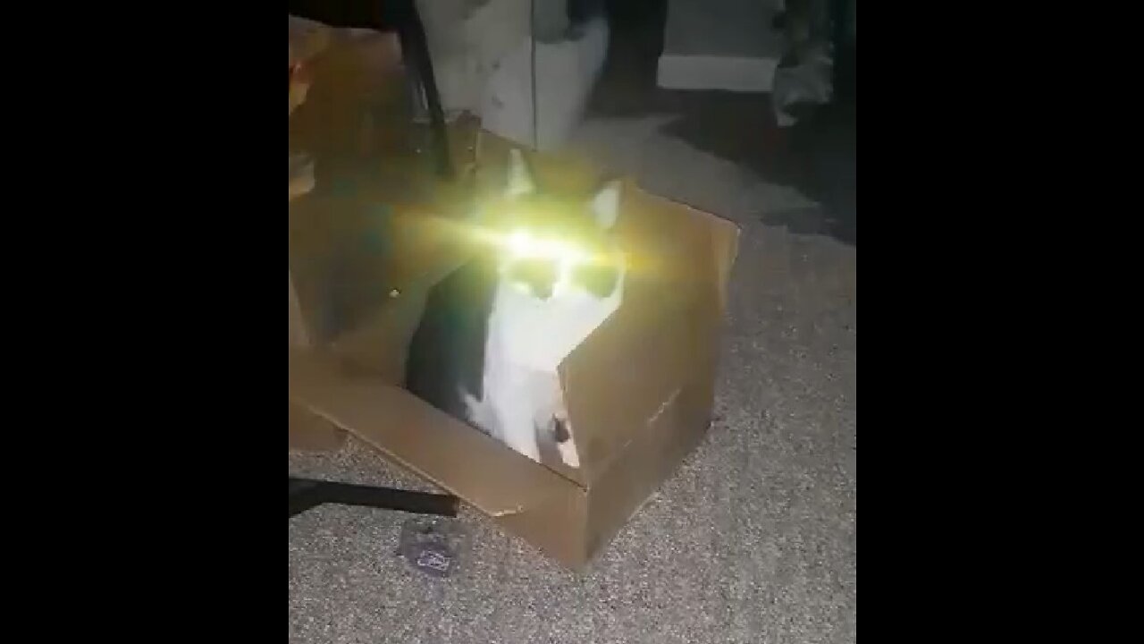 Cat in box finally