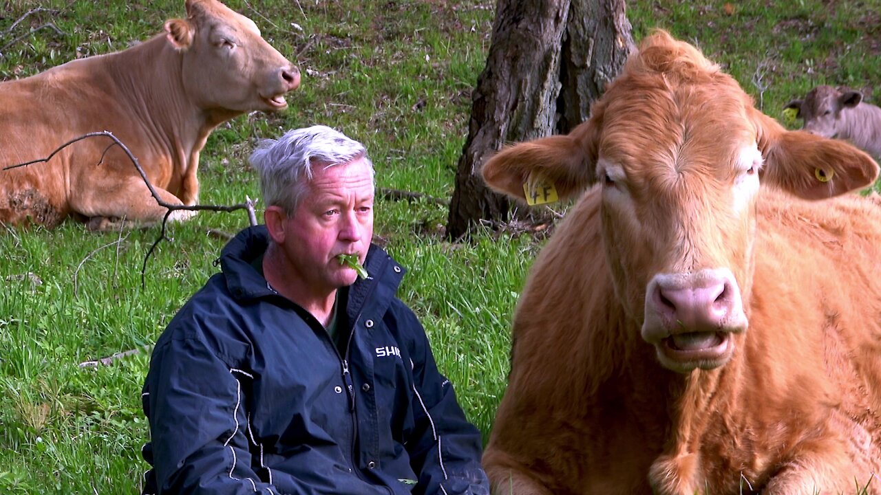 Good friends "chew the cud" together during lovely meadow visit