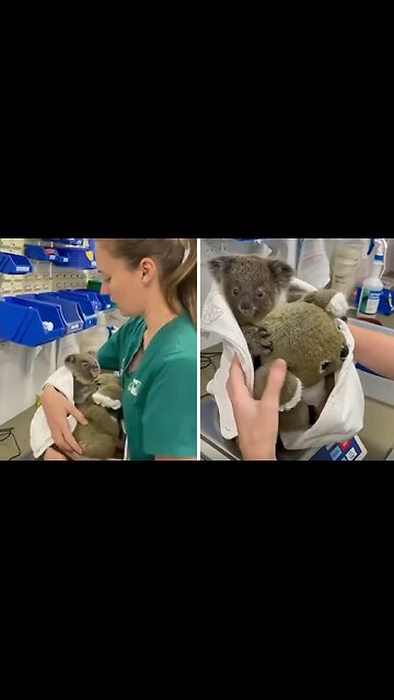 Wildlife hospital amazingly treats & rehabilitates wild animals