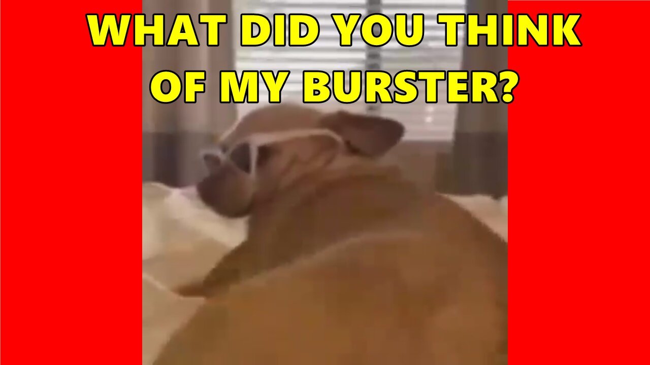 Chiuaua Swinging the Butt