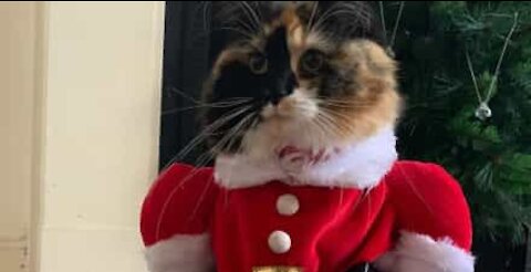 Un chat sans pitié avec un sapin de Noël