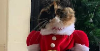 Un chat sans pitié avec un sapin de Noël