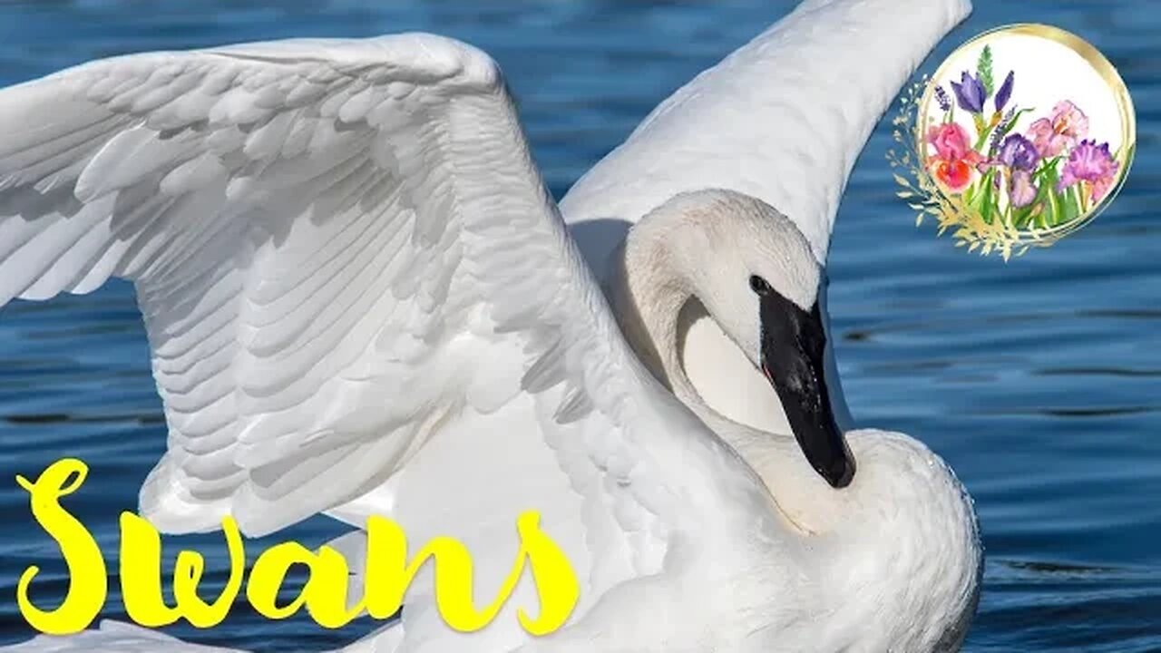 Swans are Symbols of Grace and Purity