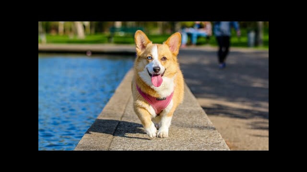 Funny Dog 🐶 Video 2021 Funny Animals😂 Compilation Tiktok ! Cute baby Dogs Cats Baby Animals :CAW🐩