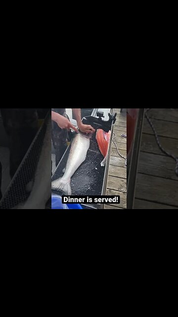 Salmon, it’s what’s for dinner! #shorts