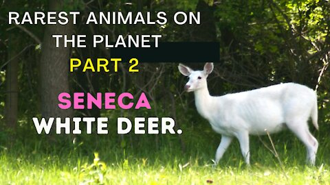 RAREST WHITE SENECA DEER