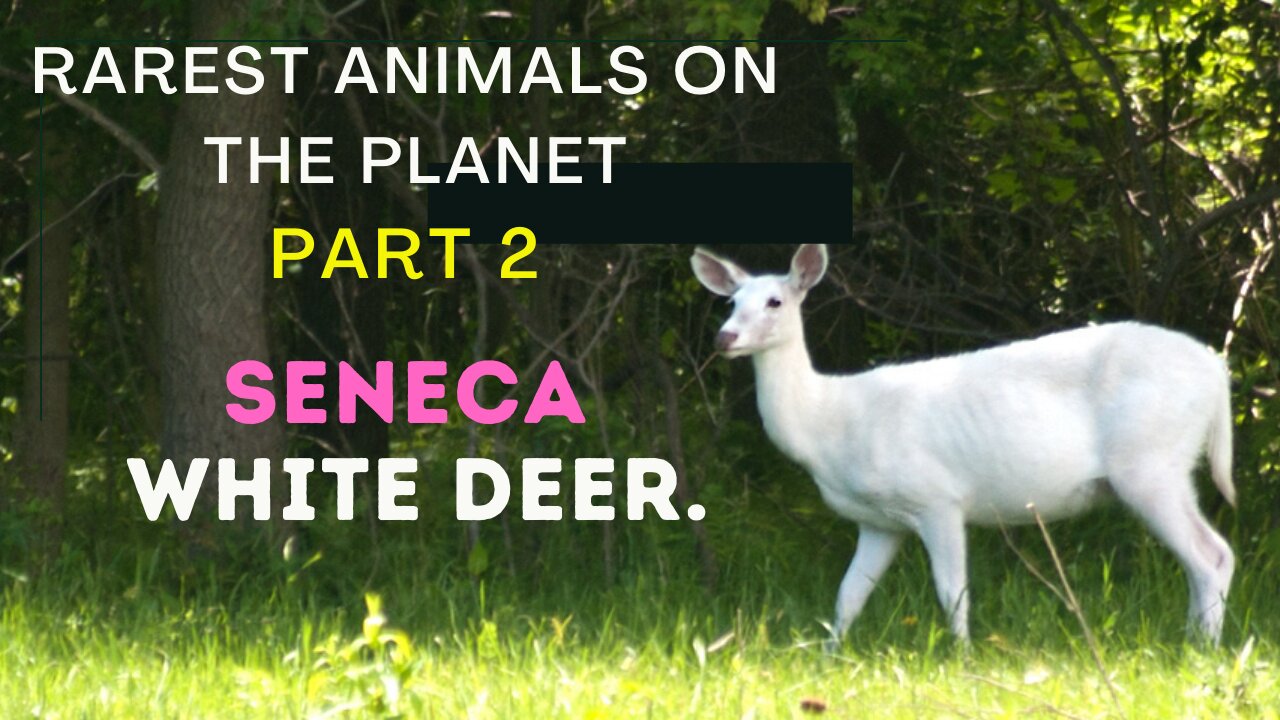 RAREST WHITE SENECA DEER