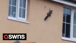 Acrobatic 'spider squirrel' defies gravity as it climbs SIDEWAYS along a house