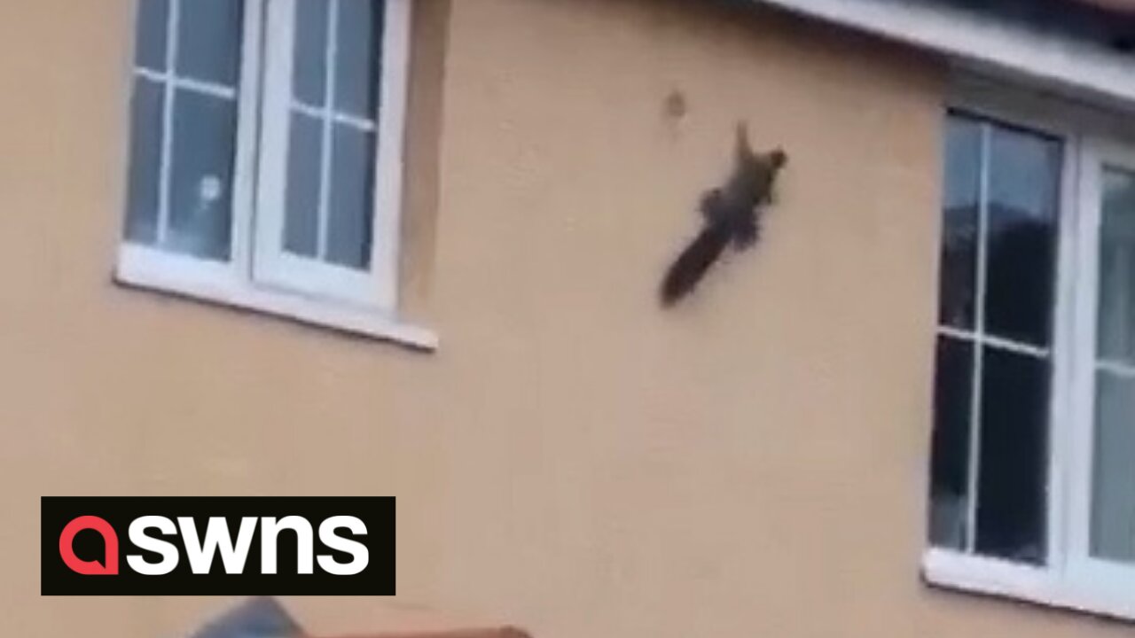 Acrobatic 'spider squirrel' defies gravity as it climbs SIDEWAYS along a house