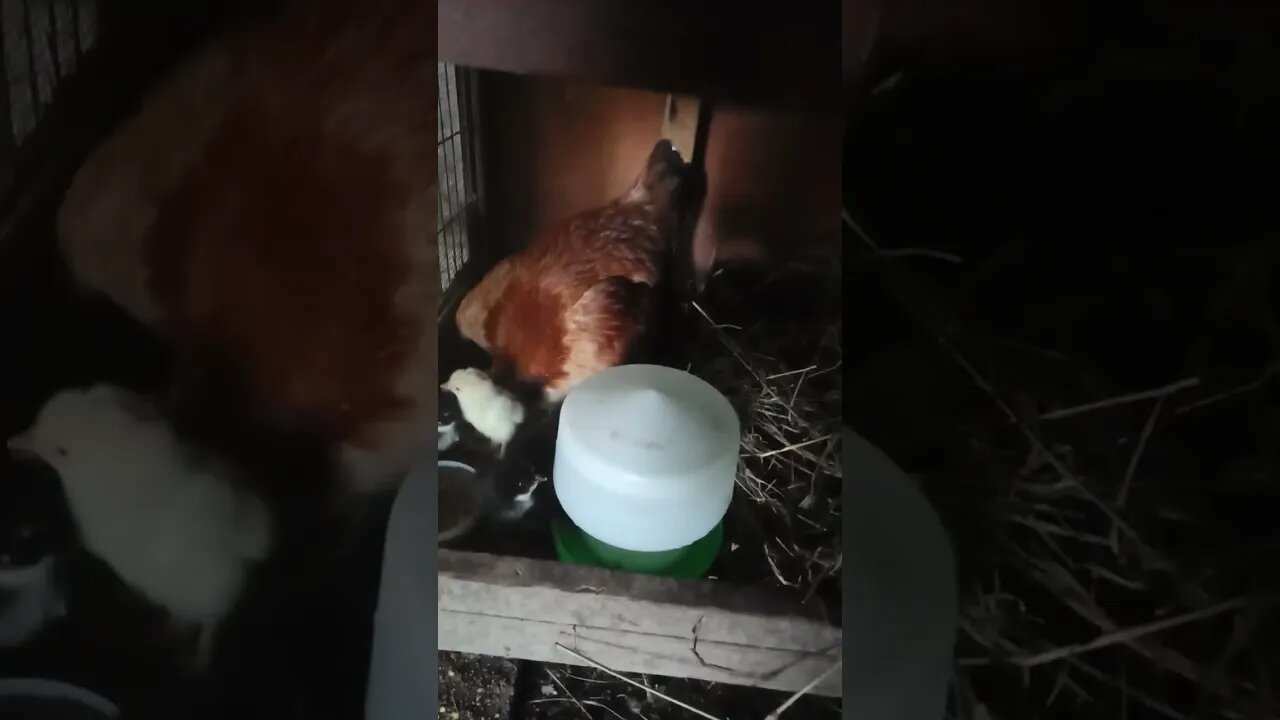 Forest in a pen now with her 13 chicks