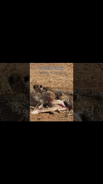 Samburu Wildlife Sightings Today 15/10/22 (Lions, Cheetah, etc) | Zebra Plains | #shorts