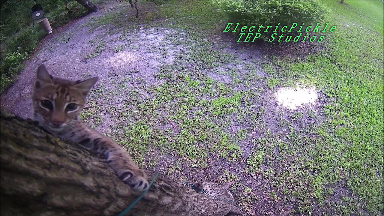 Florida Bobcat and one very lucky Squirrel