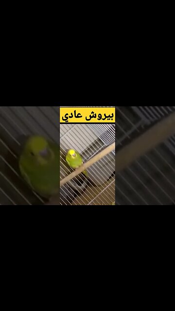 بيروش عادي