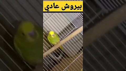 بيروش عادي