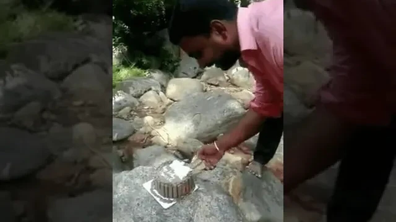 Monkey steals cake