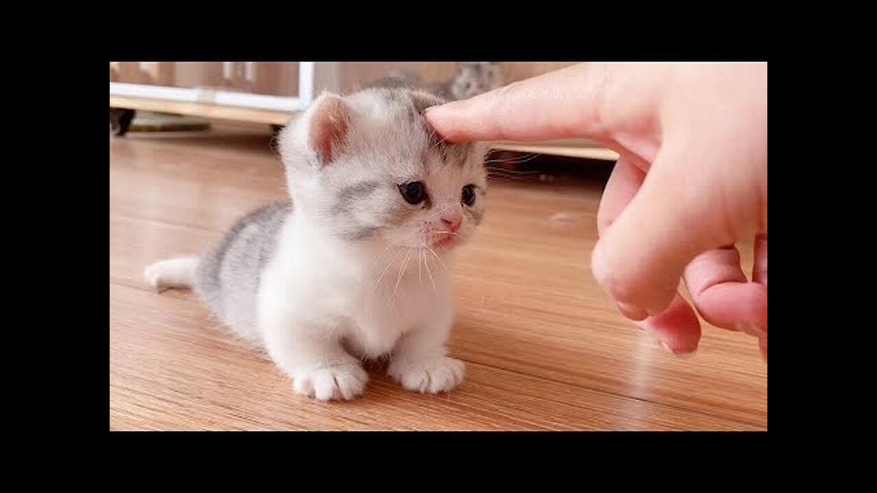 Funny Cats Compilation
