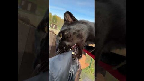 Giant Rare Black leopard peting