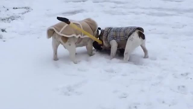 Bulldogs in sweaters "help" shovel driveway