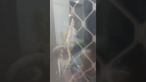 #gecko