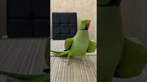 #shorts Смешные животные из Тик Ток 36 Funny animals from Tik Tok