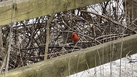 A clan of Cardinals