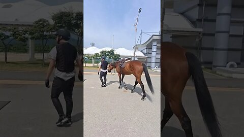 상주국제승마장