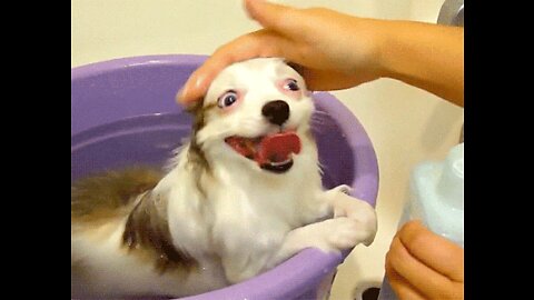 Funny Dog Meme Reaction Video 2022 @@pets1257