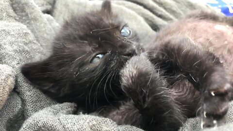 A kitten licking itself