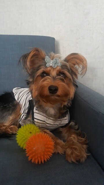 What my dog ​​can do