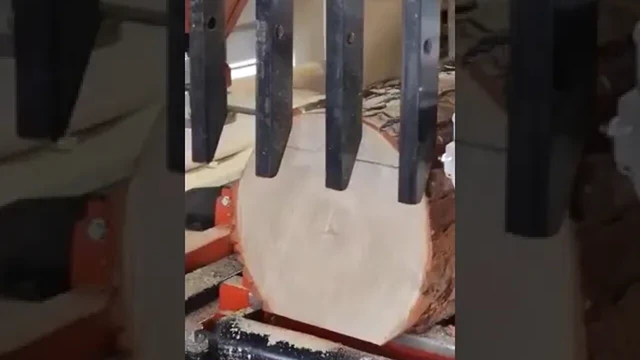 Ever See A Root Beer Tree Before? #woodworking #woodmizer #woodmizer #shorts