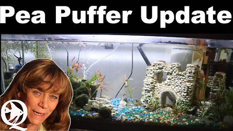 Pea Puffer Tank Ideas