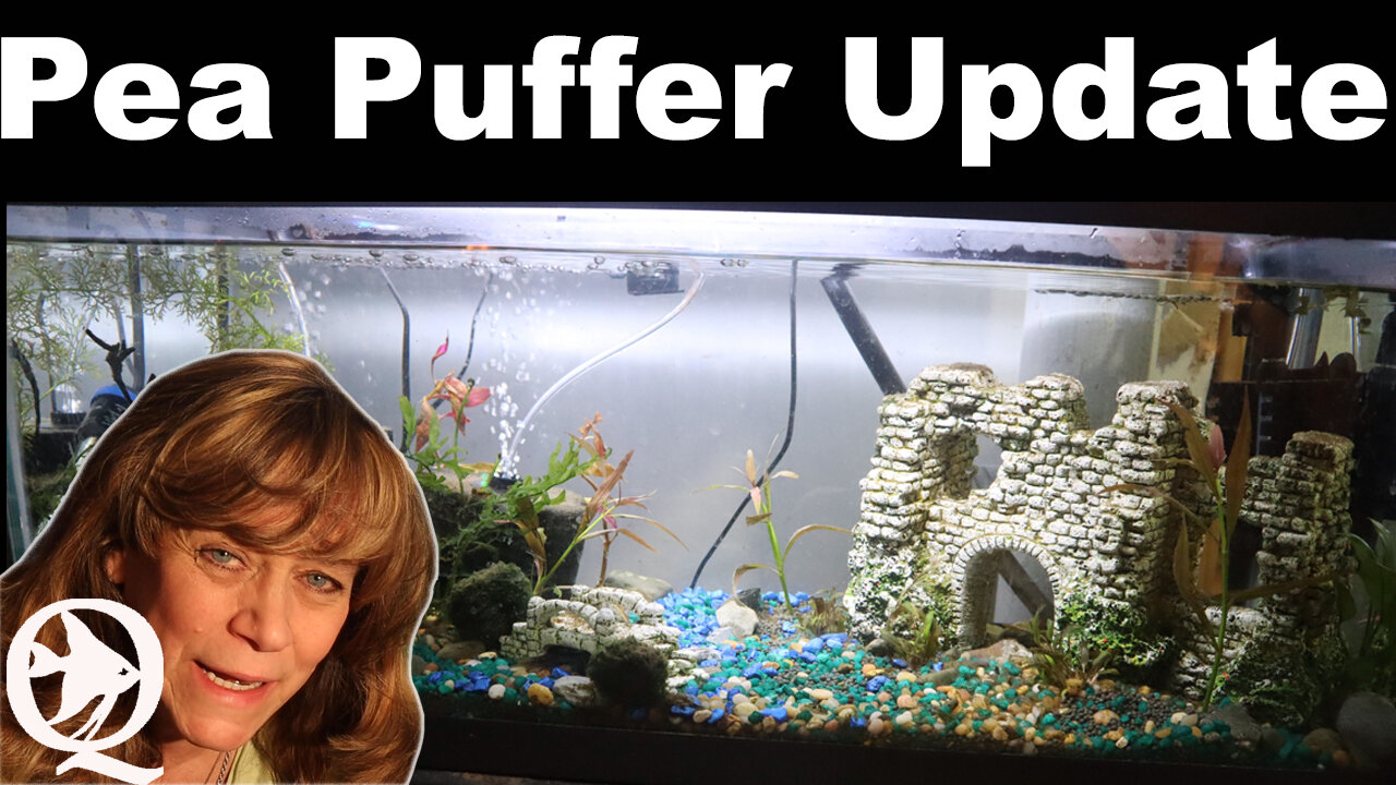 Pea Puffer Tank Ideas