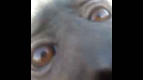 Monkey steals security camera