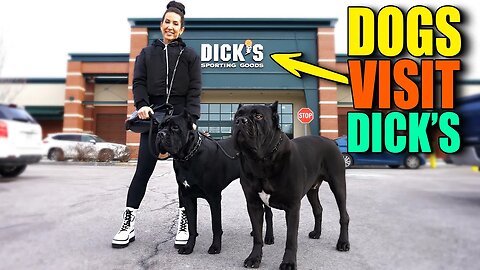 Taking My Dogs To Dicks Sporting Goods