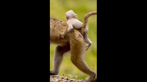 Monkey life