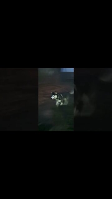 Sunday Night Zoomies #shorts #doggo #zoomies zoomies