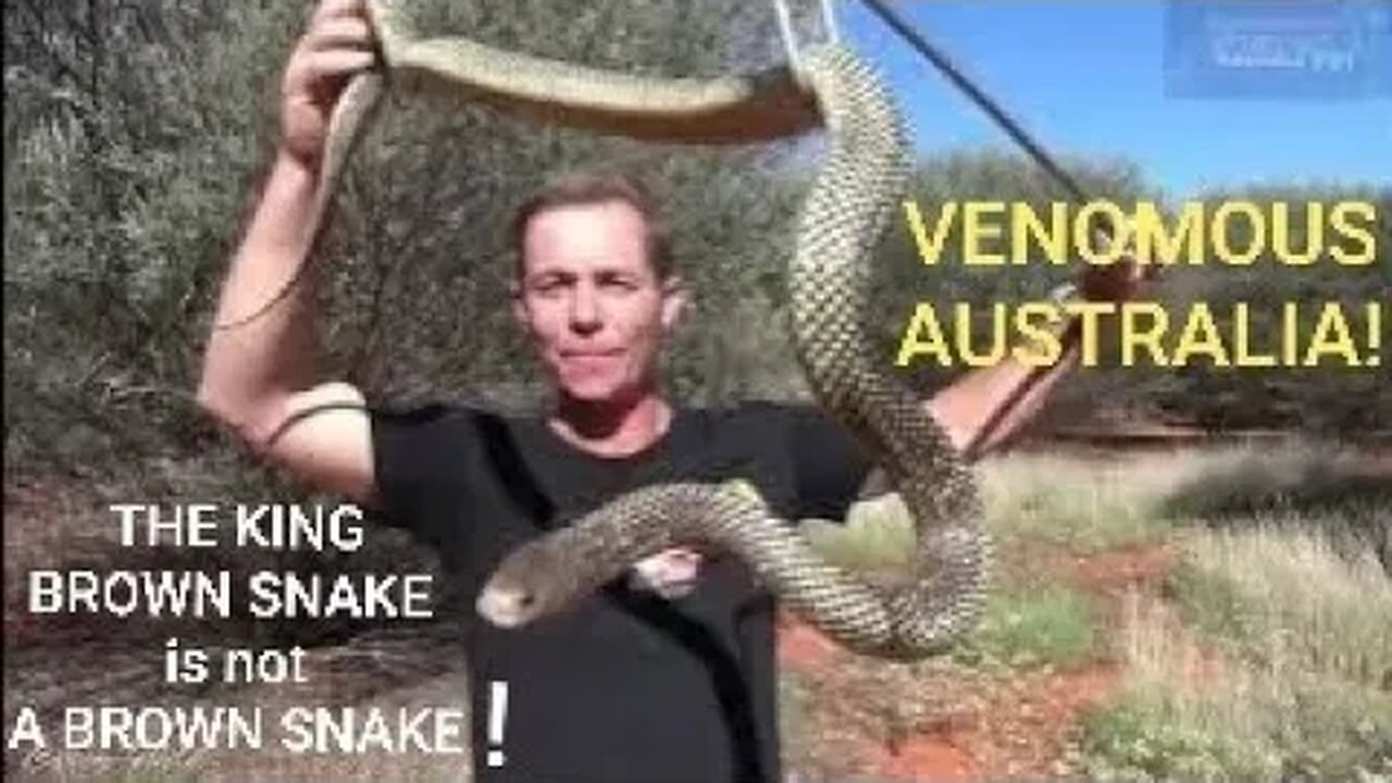 BIG ANGRY SNAKES!🐍😱🔥