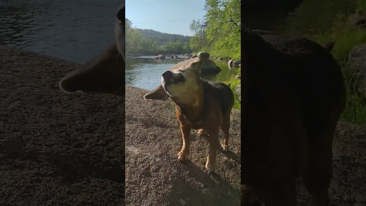 I'm A Goat... ❤️