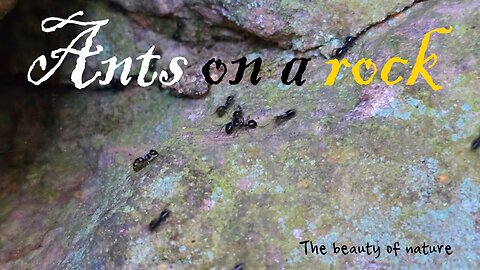 Ants on a rock / beautiful black insects on a stone.