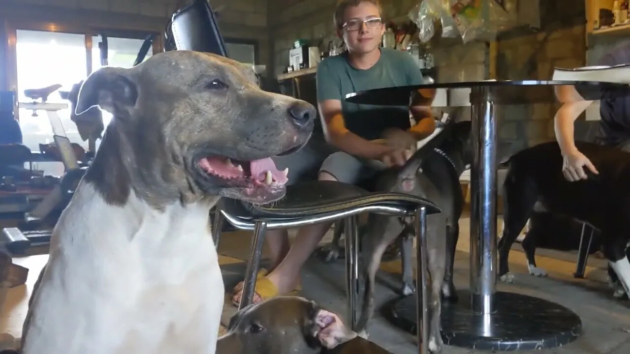 💕 10 Dog Pitty Pack Hanging Out!