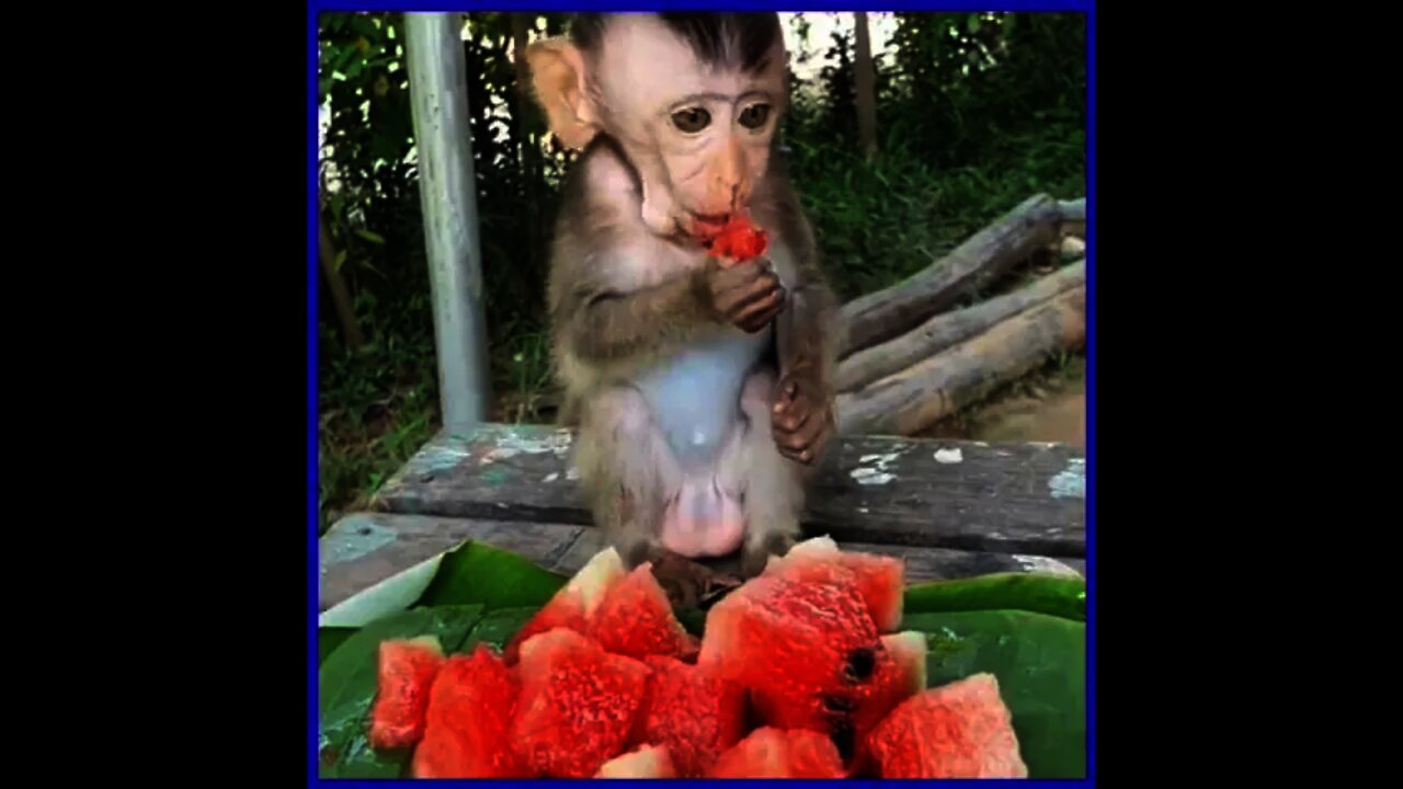 Kig Of Eater Vinie Eat Yummy Fresh Watermelon for Her Breakfast