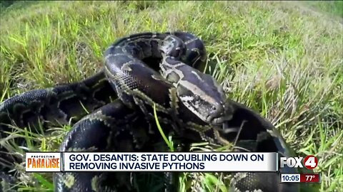 Governor DeSantis is getting tough on removing invasive pythons
